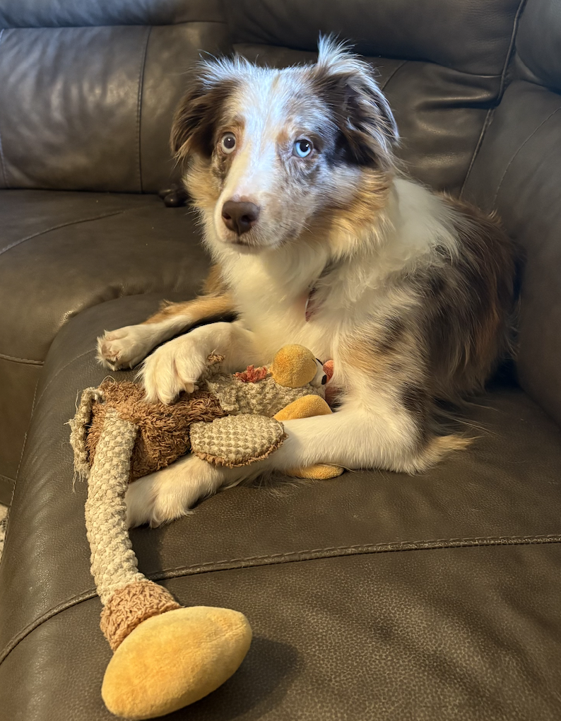 Amelia