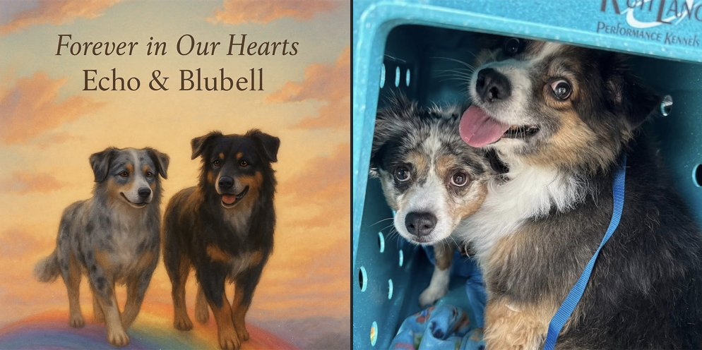 BlueBell and Echo