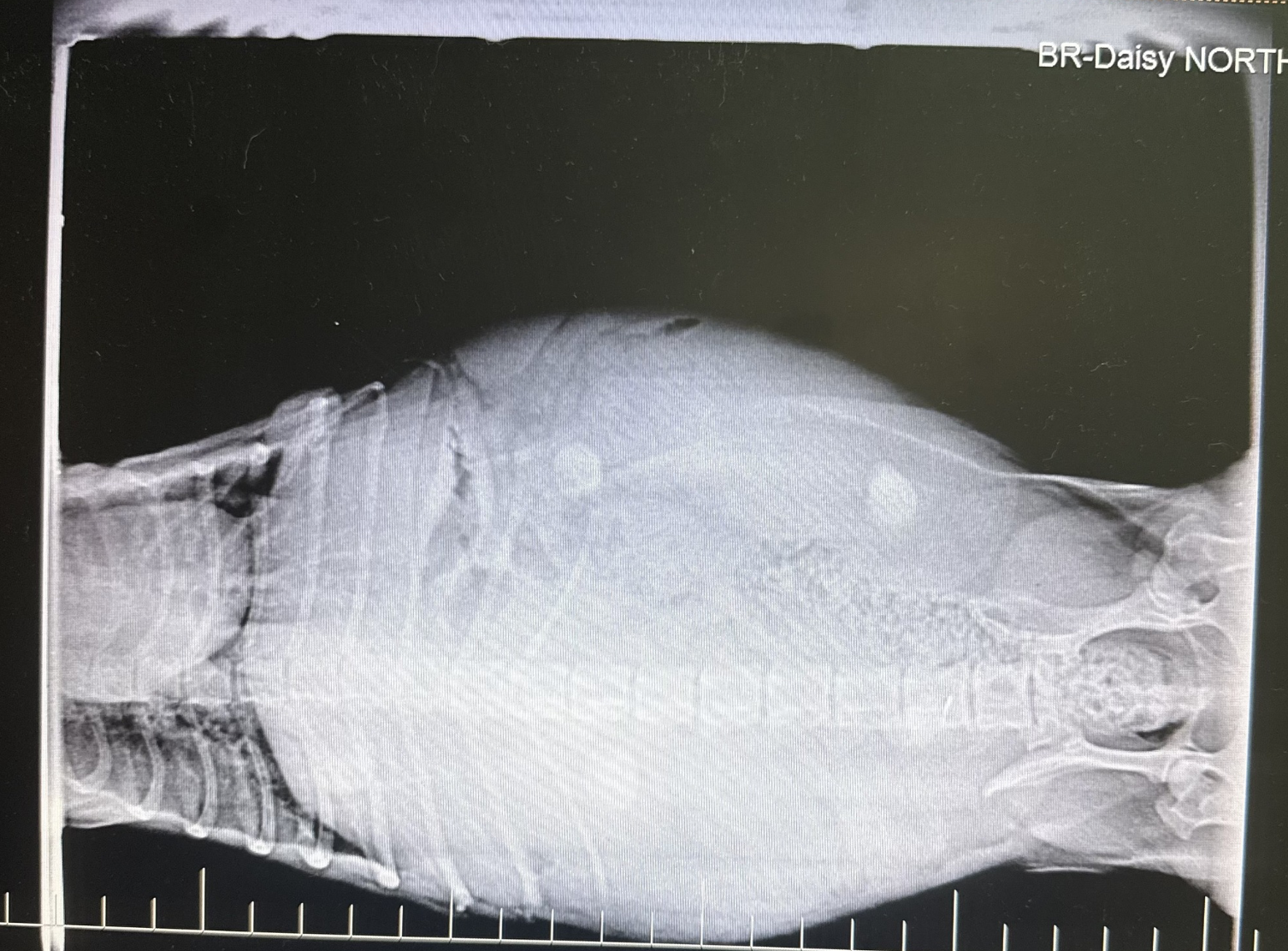Daisy Xray