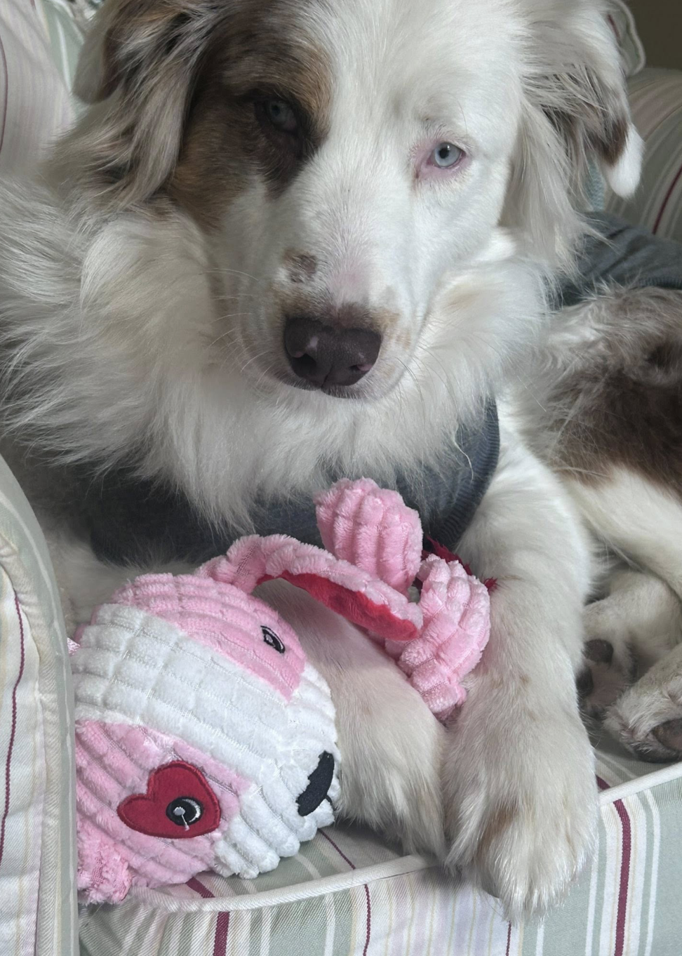 Emotional Support Dogs and Stuffies