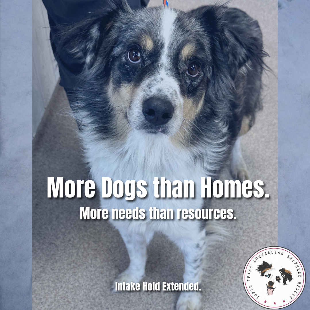 More Dogs than Homes