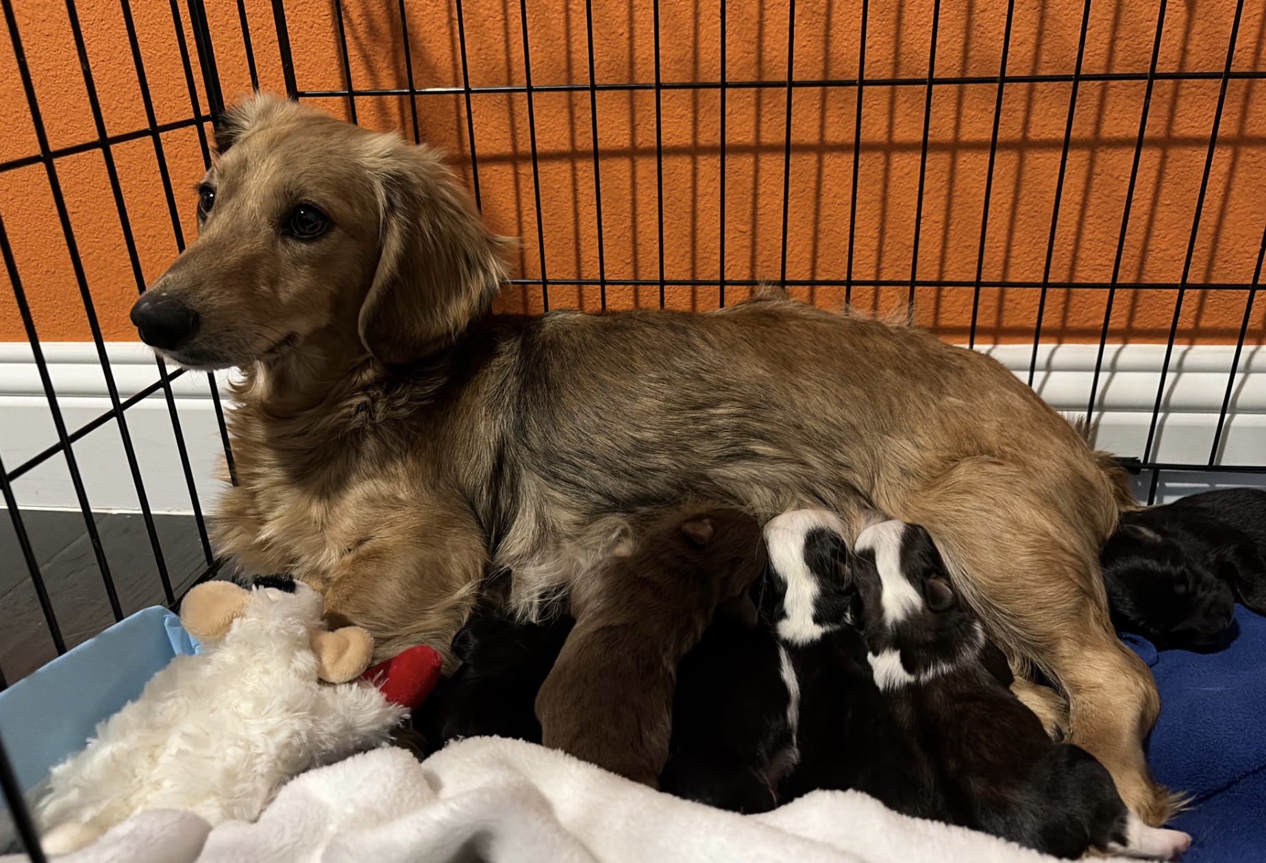 Keeley - Ted Lasso Litter