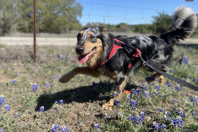 Bluebonnets