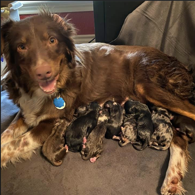 Sadie and the Storm Litter