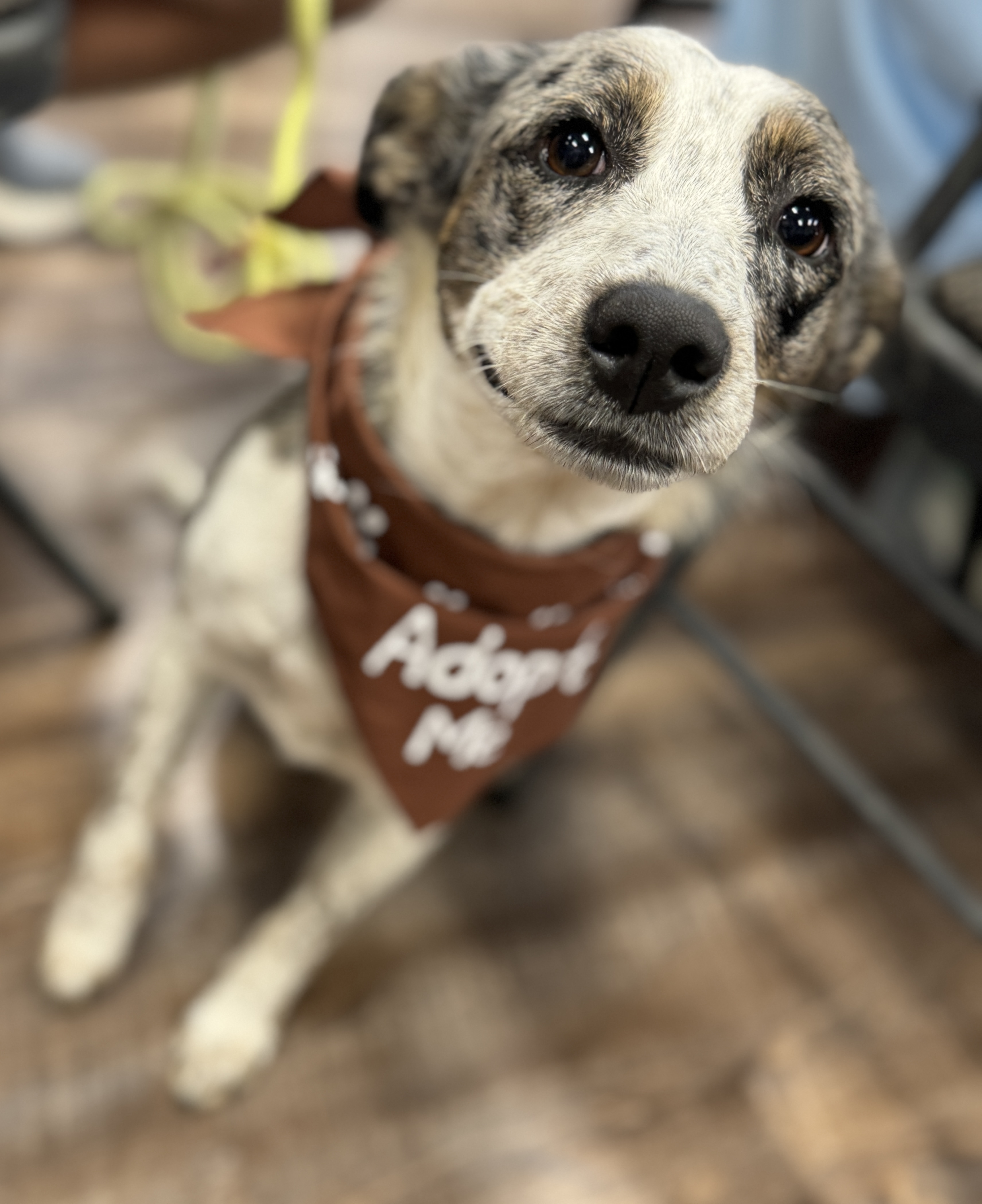 Sadie June at Adoption Event